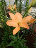 [5113 Orange Cocotte DJ No01.JPG]